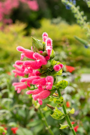 Zurich, Switzerland, August 9, 2023 Salvia Oxyphora plant at the botanical gardenの写真素材