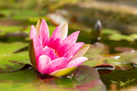 Zurich, Switzerland, August 9, 2023 Nymphaea Tetragona or pygmy water lily plant at the botanical gardenの写真素材