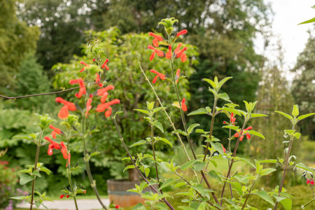 Zurich, Switzerland, August 9, 2023 Salvia Darcyi plant at the botanical gardenの写真素材