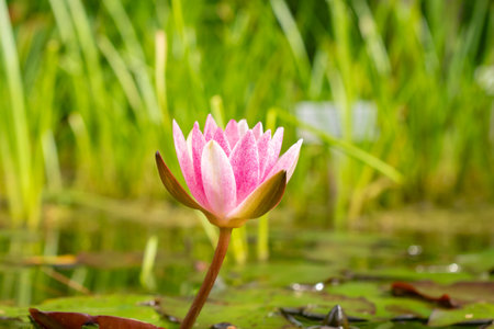 Zurich, Switzerland, August 9, 2023 Nymphaea Tetragona or pygmy water lily plant at the botanical gardenの写真素材