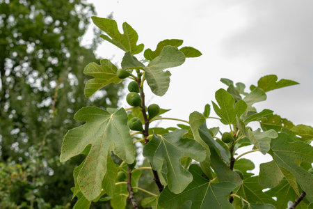 Zurich, Switzerland, August 9, 2023 Ficus Carica or fig plant at the botanical gardenの写真素材