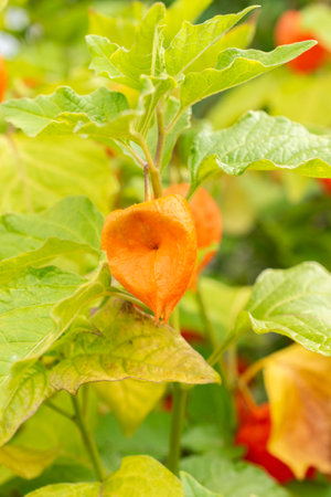 Zurich, Switzerland, August 9, 2023 Physalis Alkekengi or bladder cherry at the botanical gardenの写真素材
