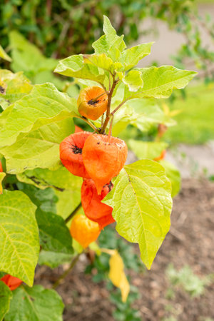 Zurich, Switzerland, August 9, 2023 Physalis Alkekengi or bladder cherry at the botanical gardenの写真素材