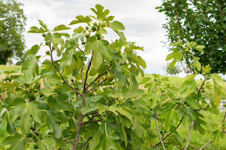 Zurich, Switzerland, August 9, 2023 Ficus Carica or fig plant at the botanical gardenの写真素材