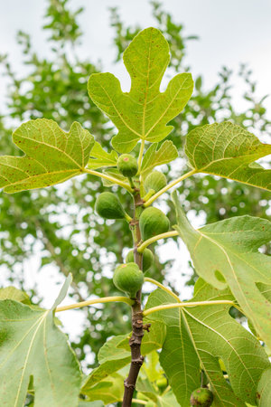 Zurich, Switzerland, August 9, 2023 Ficus Carica or fig plant at the botanical gardenの写真素材