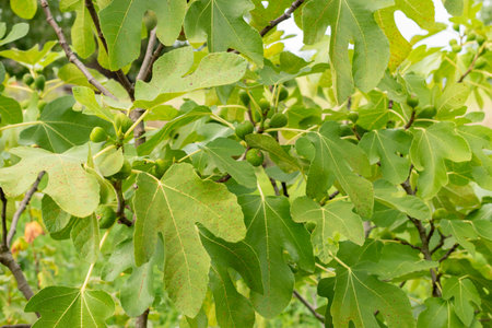 Zurich, Switzerland, August 9, 2023 Ficus Carica or fig plant at the botanical gardenの写真素材
