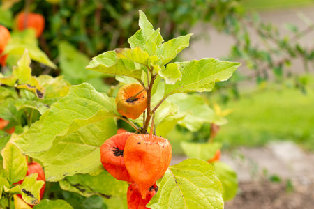 Zurich, Switzerland, August 9, 2023 Physalis Alkekengi or bladder cherry at the botanical gardenの写真素材