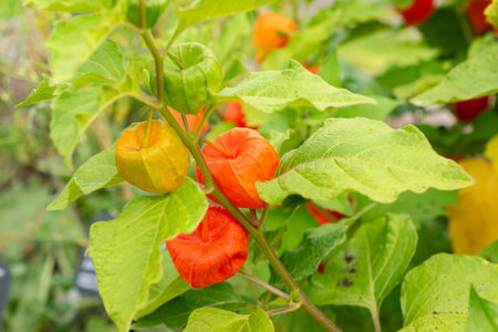 Zurich, Switzerland, August 9, 2023 Physalis Alkekengi or bladder cherry at the botanical gardenの写真素材
