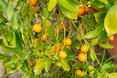 Zurich, Switzerland, August 9, 2023 Citrus Reticulata or mandarin orange plant at the botanical gardenの写真素材