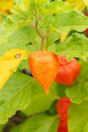 Zurich, Switzerland, August 9, 2023 Physalis Alkekengi or bladder cherry at the botanical gardenの写真素材