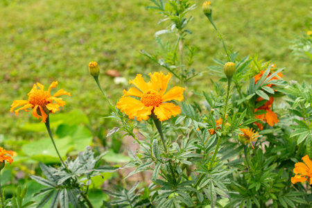Zurich, Switzerland, August 9, 2023 Tagetes Erecta or aztec marigold flower at the botanical gardenの写真素材