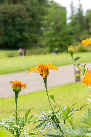 Zurich, Switzerland, August 9, 2023 Tagetes Erecta or aztec marigold flower at the botanical gardenの写真素材