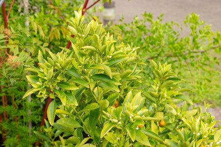 Zurich, Switzerland, August 9, 2023 Citrus Reticulata or mandarin orange plant at the botanical gardenの写真素材