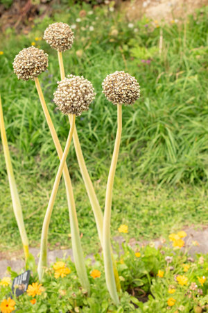 Zurich, Switzerland, August 9, 2023 Allium Cepa or onion plant at the botanical gardenの写真素材