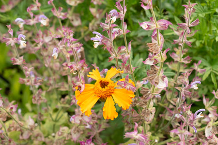 Zurich, Switzerland, August 9, 2023 Tagetes Erecta or aztec marigold flower at the botanical gardenの写真素材