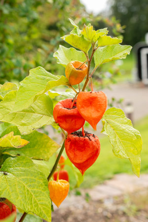 Zurich, Switzerland, August 9, 2023 Physalis Alkekengi or bladder cherry at the botanical gardenの写真素材