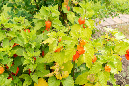 Zurich, Switzerland, August 9, 2023 Physalis Alkekengi or bladder cherry at the botanical gardenの写真素材