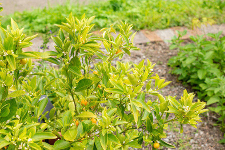Zurich, Switzerland, August 9, 2023 Citrus Reticulata or mandarin orange plant at the botanical gardenの写真素材