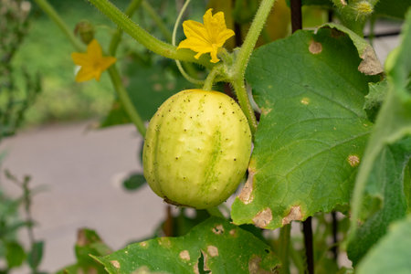 Zurich, Switzerland, August 9, 2023 Cucumis Sativus or cucumber plant at the botanical gardenの写真素材
