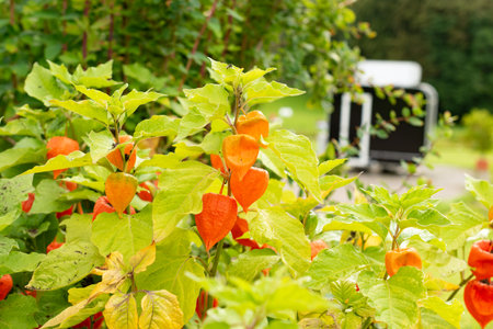 Zurich, Switzerland, August 9, 2023 Physalis Alkekengi or bladder cherry at the botanical gardenの写真素材