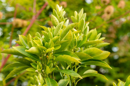Zurich, Switzerland, August 9, 2023 Citrus Reticulata or mandarin orange plant at the botanical gardenの写真素材