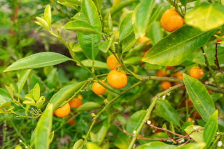 Zurich, Switzerland, August 9, 2023 Citrus Reticulata or mandarin orange plant at the botanical gardenの写真素材