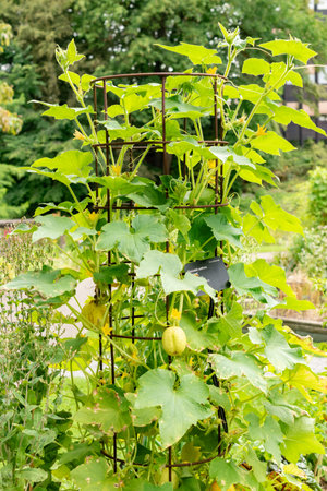 Zurich, Switzerland, August 9, 2023 Cucumis Sativus or cucumber plant at the botanical gardenの写真素材
