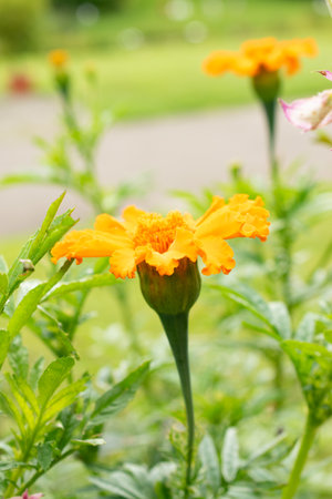Zurich, Switzerland, August 9, 2023 Tagetes Erecta or aztec marigold flower at the botanical gardenの写真素材