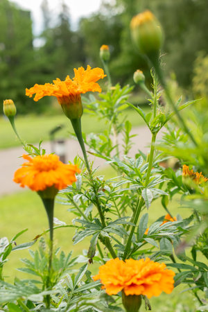Zurich, Switzerland, August 9, 2023 Tagetes Erecta or aztec marigold flower at the botanical gardenの写真素材