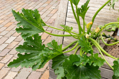 Zurich, Switzerland, August 9, 2023 Cucurbita Pepo or pumpkin plant at the botanical gardenの写真素材