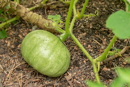 Zurich, Switzerland, August 9, 2023 Cucurbita Maxima plant at the botanical gardenの写真素材