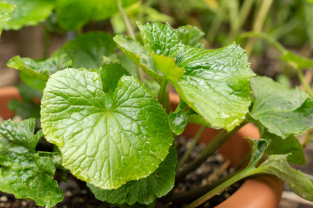 Zurich, Switzerland, August 9, 2023 Eutrema Japonicum or Wasabi at the botanical gardenの写真素材