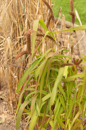 Zurich, Switzerland, August 9, 2023 Setaria Italica or foxtail millet plant at the botanical gardenの写真素材