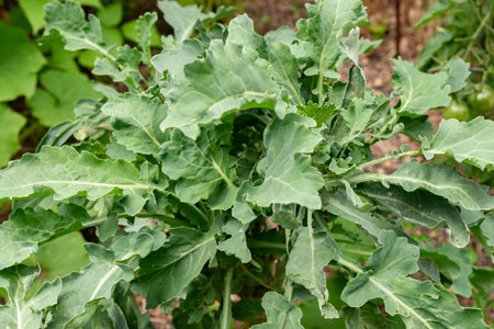 Zurich, Switzerland, August 9, 2023 Brassica Oleracea or wild cabbage plant at the botanical gardenの写真素材