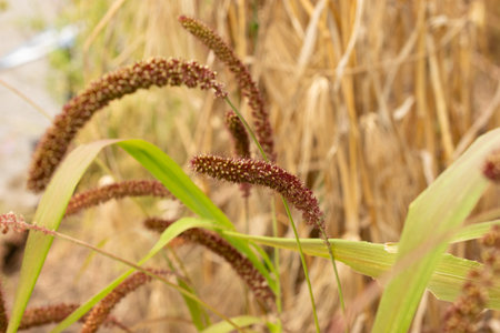 Zurich, Switzerland, August 9, 2023 Setaria Italica or foxtail millet plant at the botanical gardenの写真素材