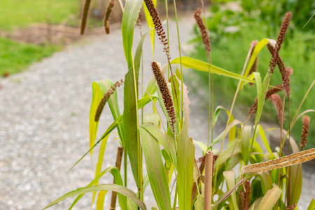 Zurich, Switzerland, August 9, 2023 Setaria Italica or foxtail millet plant at the botanical gardenの写真素材