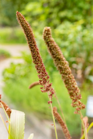 Zurich, Switzerland, August 9, 2023 Setaria Italica or foxtail millet plant at the botanical gardenの写真素材