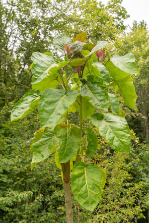 Zurich, Switzerland, August 9, 2023 Solanum Betaceum or Tamarillo plant at the botanical gardenの写真素材