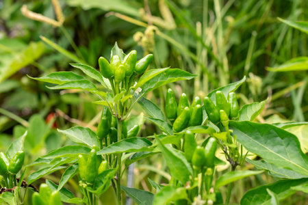 Zurich, Switzerland, August 9, 2023 Capsicum Frutescens or chili pepper plant at the botanical gardenの写真素材