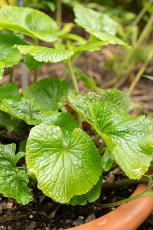 Zurich, Switzerland, August 9, 2023 Eutrema Japonicum or Wasabi at the botanical gardenの写真素材