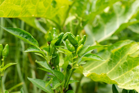 Zurich, Switzerland, August 9, 2023 Capsicum Frutescens or chili pepper plant at the botanical gardenの写真素材