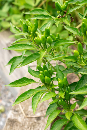 Zurich, Switzerland, August 9, 2023 Capsicum Frutescens or chili pepper plant at the botanical gardenの写真素材