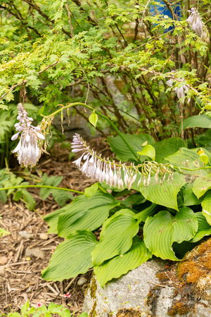 Zurich, Switzerland, August 9, 2023 Hosta Montana plant at the botanical gardenの写真素材