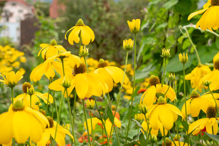 Zurich, Switzerland, August 9, 2023 Rudbeckia flowers at the botanical gardenの写真素材