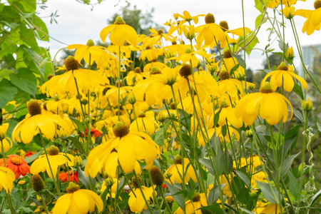 Zurich, Switzerland, August 9, 2023 Rudbeckia flowers at the botanical gardenの写真素材