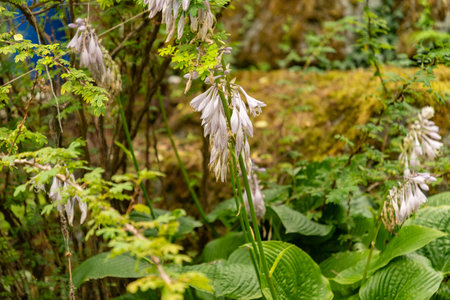 Zurich, Switzerland, August 9, 2023 Hosta Montana plant at the botanical gardenの写真素材
