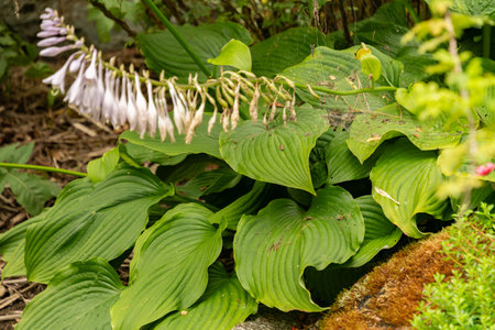 Zurich, Switzerland, August 9, 2023 Hosta Montana plant at the botanical gardenの写真素材