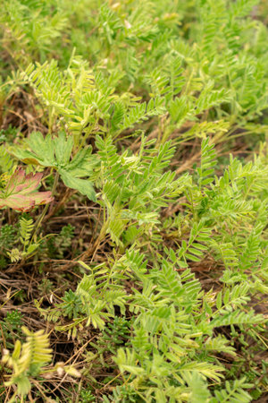 Zurich, Switzerland, August 9, 2023 Astragalus Sempervirens plant at the botanical gardenの写真素材