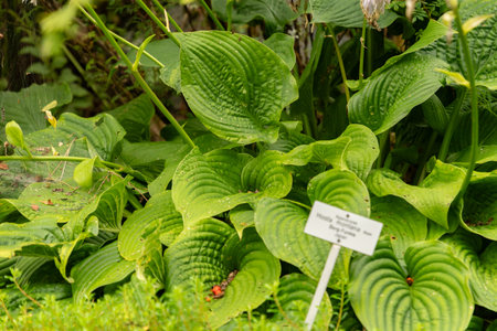 Zurich, Switzerland, August 9, 2023 Hosta Montana plant at the botanical gardenの写真素材