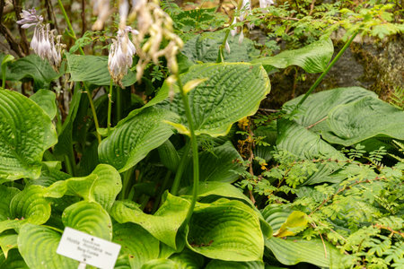 Zurich, Switzerland, August 9, 2023 Hosta Montana plant at the botanical gardenの写真素材